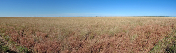 Gulf Savannah grassland