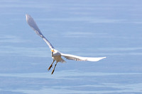 Eastern Reef Egret