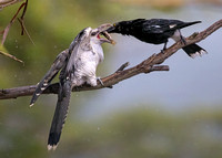 Channel-billed Cuckoo being fed by Pied Currawong