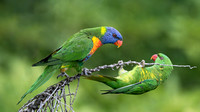 Rainbow and Scaly-breasted Lorikeet
