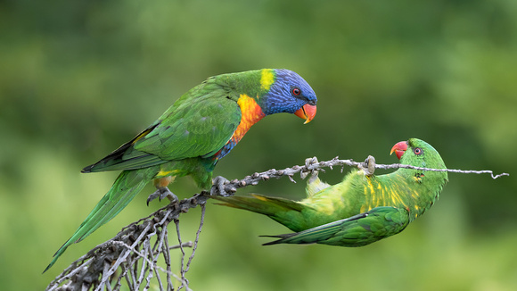 Rainbow and Scaly-breasted Lorikeet