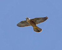 Peregrine Falcon juvenile