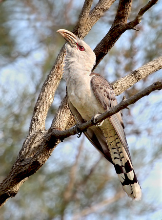 Channel-billed Cuckoo