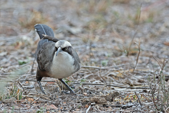 Grey-crowned Babble (Southern sub-species)
