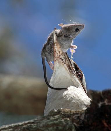 Kookaburra with a rat