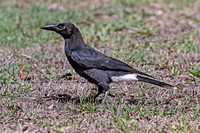 Pied Currawong immature