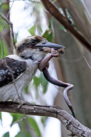 Kookaburra with Red-bellied Black Snake