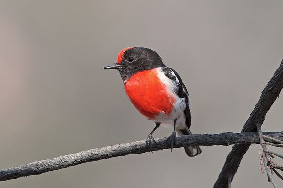 Red-capped Robin male