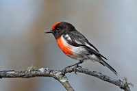 Red-capped Robin male