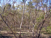 Eucalyptus aenea