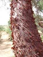 Minirichi Wattle bark