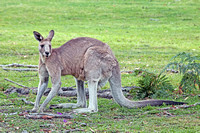Eastern Grey Kangaroo