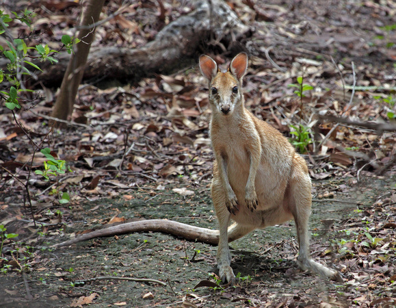 Northern Nailtail Wallaby