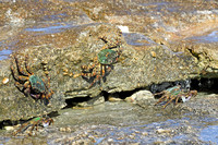 Crabs Lady Elliot Island