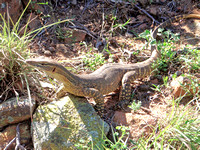 Gould's Sand Monitor