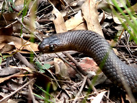 Eastern Bown Snake