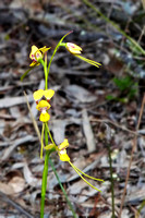 Pine Donkey Orchid (Diuris tricolor)