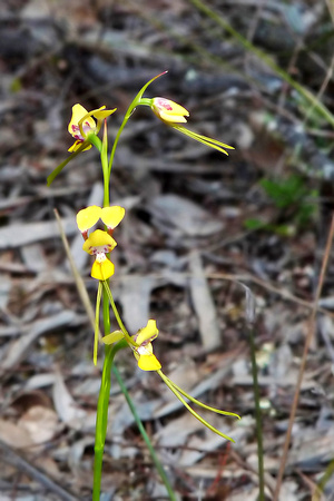 Pine Donkey Orchid (Diuris tricolor)