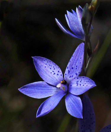 Spotted Sun Orchid (Thelymitra ixioides)