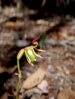 Flying Duck Orchid (Caleana minor)