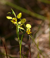 Donkey Orchid (Diuris platychila)