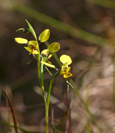 Donkey Orchid (Diuris platychila)