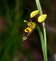 Donkey Orchid (Diuris sulphurea)