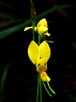Golden Donkey Orchid (Diuris aurea)