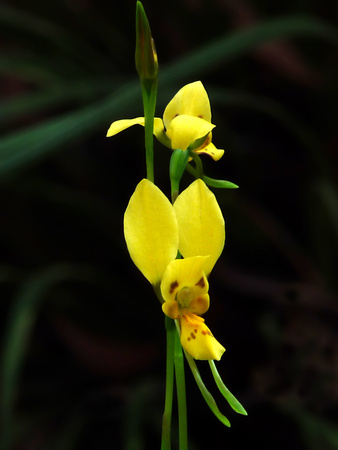 Golden Donkey Orchid (Diuris aurea)