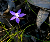 Small Waxlip Orchid (Glossodia minor)