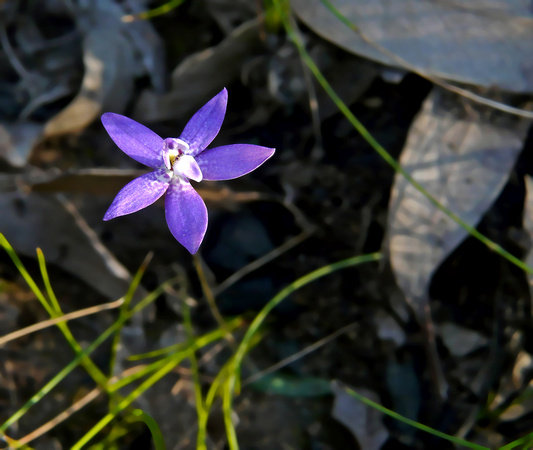 Small Waxlip Orchid (Glossodia minor)