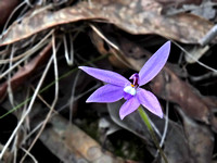 Waxlip Orchid (Glossodia major)