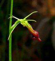 Large Tongue Orchid (Cryptostylis subulata)