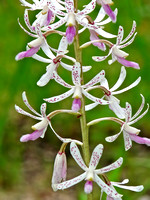 Tropical Hyacinth Orchid (Dipodium stenochilum)