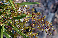 Tiger Orchid (Cymbidium canaliculatum)