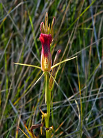 Leafless Tongue Orchid (Cryptostylis hunteriana)