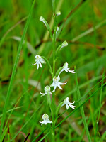 Early Rein Orchid (Habenaria praecox)