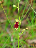 Wiry Beard Orchid (Calochilus caeruleus)