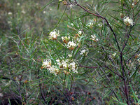 Small Flower Grevillea (Grevillea parviflora subsp. parviflora)