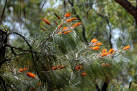 Darwin Silky Oak