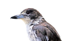 Grey Butcherbird Juvenile