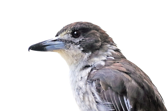 Grey Butcherbird Juvenile