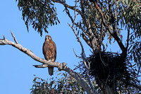 Black Falcon and Nest