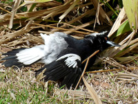 Australian Magpie- sunning