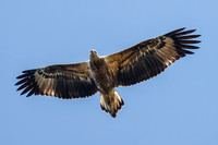 Hawks, Eagles and Kites