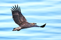 White-bellied Sea Eagle Immature