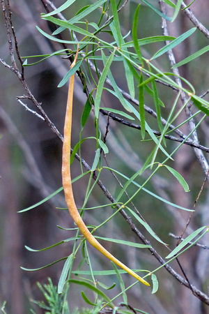 Slender Tylophora (Tylophora linearis)