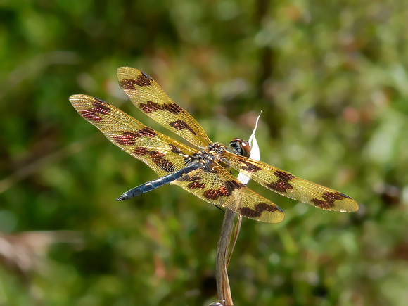 Graphic Flutterer Dragonfly