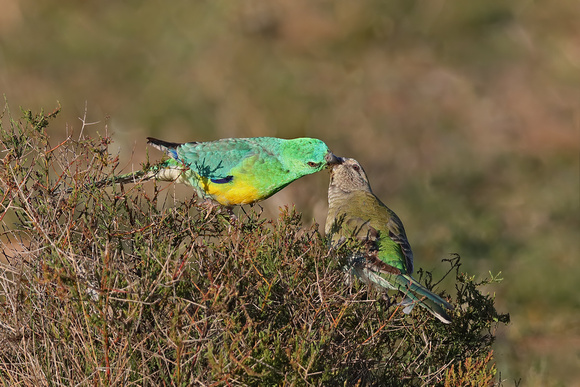 Red-rumped Parrots