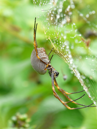 Coastal Golden Orb Weaver